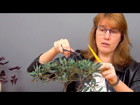 Видео: Бонсай из оливы (ч.5).