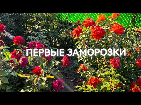 Видео: Сюрпризы сентября. 26.09.2025 г.