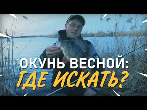 Видео: Где искать окуня весной. Вопрос-ответ