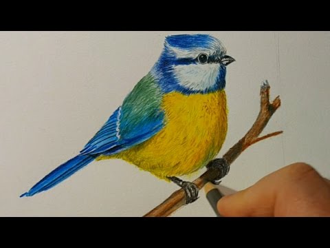 Видео: как нарисовать птицу цветными карандашами Faber Castell Polychromos рисуем птицу лазаревку