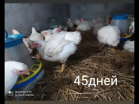 Видео: ВЕС БРОЙЛЕРА КОББ-500 НА 45 ДЕНЬ!ДОВОЛЬНЫ,НО С ПОТЕРЯМИ.ПОЧЕМУ?