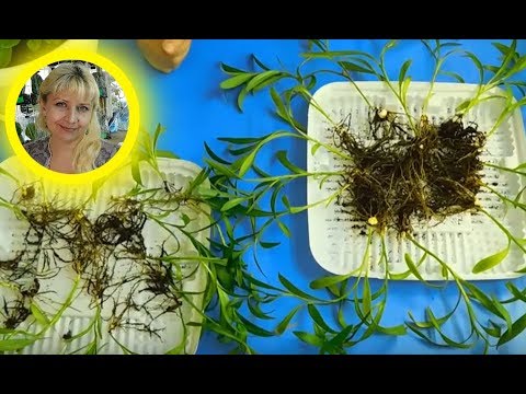 Видео: 🌱ЛИЛИИ ИЗ ЧЕШУЕК !!! РЕЗУЛЬТАТ ЧЕРЕЗ ГОД . 🌱