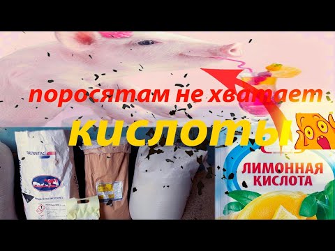 Видео: ПОДКИСЛИТЕЛЬ ДЛЯ свиней! НУЖЕН или НЕТ!!!!