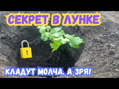 Видео: ПОЧЕМУ 95% вегетирующих САЖЕНЦЕВ винограда ЗАМИРАЮТ после посадки? ОДИН ПРИЕМ меняет ВСЕ!