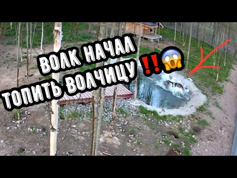 Видео: Канадский Волк Акела в очередной раз спас Щенка от Смерти‼️ Контрольное взвешивание Волэнда 🐺