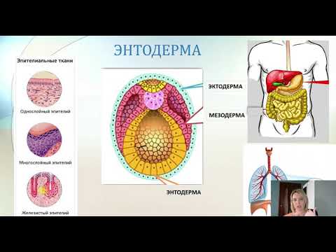 Видео: Эмбриогенез. Биология 10 класс.