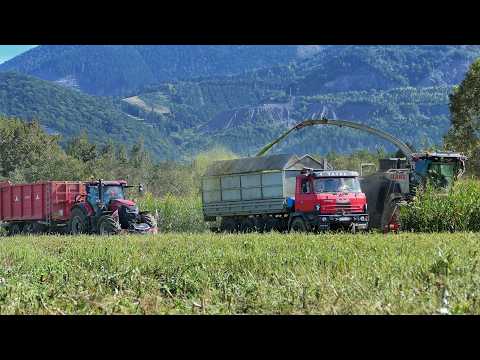 Видео: Силосование Кукурузы Ферма Хреус Claas Jaguar 980 2x Case IH и 2x Tatra