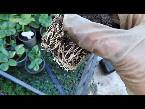 Видео: Саджанці ожини і полуниці🍓 Посадка , власний  досвід. Листопад #полуниця #саджанці #ожина