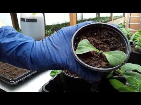 Видео: Петуния .Мастер-класс.