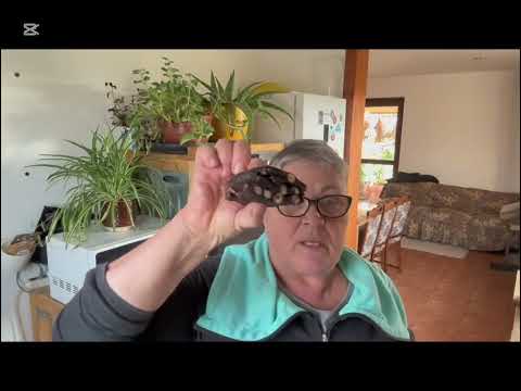 Видео: Как отмечали в деревне именины Мартина,и вареники с картошкой.