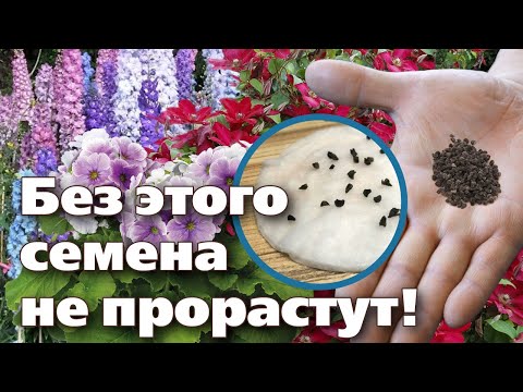 Видео: ПОЧЕМУ НЕ ПРОРАСТАЮТ СЕМЕНА. ПРОСТЫЕ СПОСОБЫ СТРАТИФИКАЦИИ