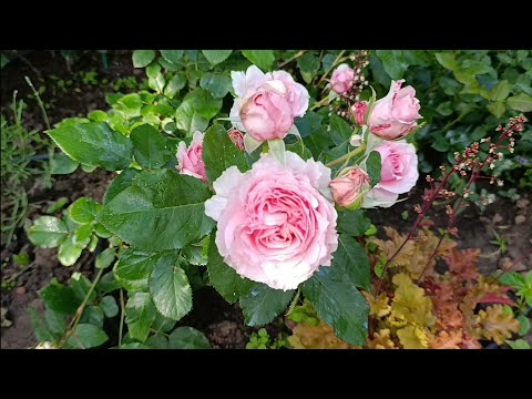 Видео: Начало цветения, первая волна