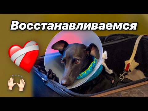 Видео: Восстанавливаем Гарни после перелома лапы. Много гуляем. Распаковываю собачью посылку