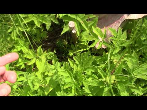 Видео: Как летом сажать саженцы, деревья. Часть 3.