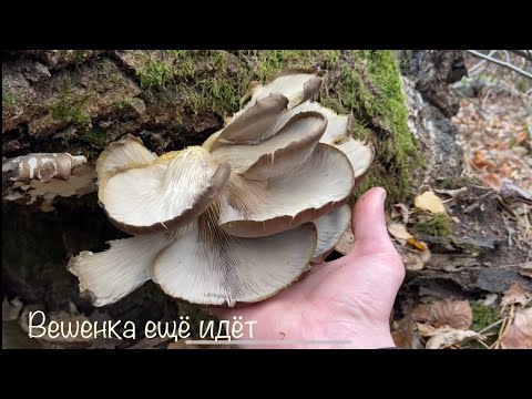 Видео: Закрытие грибного сезона.Вешенки ещё встречаются.Пожарная вышка.Киевский укреп район