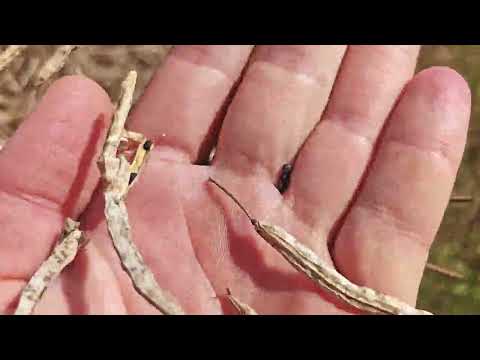 Видео: Уборка озимого рапса 2025. 38 ц урожайность. "Астана".Стрип тилл.