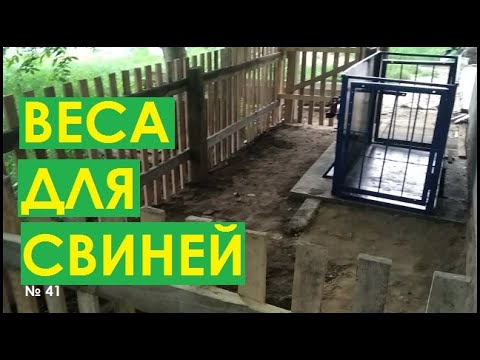 Видео: Собственные веса для свиней. Теперь перекупы НЕ обманут. Сім'я в селі.