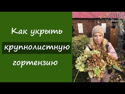 Видео: Как укрыть крупнолистную гортензию