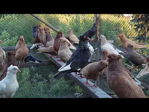 Видео: Почему американские голуби -кормилки  плохо кормят голубят?