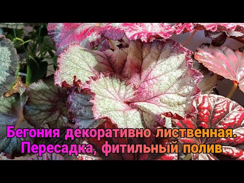 Видео: Бегония декоративно лиственная. Пересадка, фитильный полив!!!