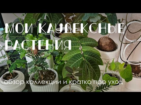 Видео: Мои каудексные растения и уход за ними.