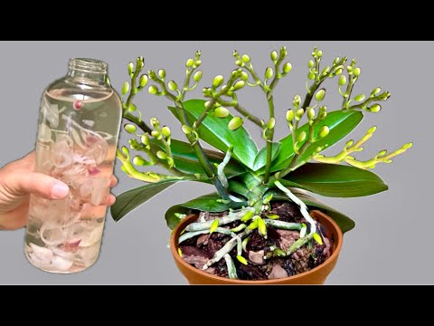 Видео: Просто полейте немного! Орхидея сразу укореняется и цветёт круглый год.