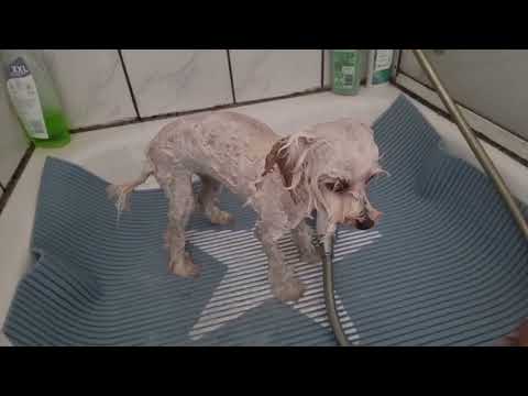 Видео: Как помыть мальтипу 🐶🛀💦