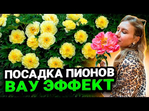 Видео: КАК ПРАВИЛЬНО САЖАТЬ ПИОНЫ - СОВЕТЫ ЛАНДШАФТНОГО ДИЗАЙНЕРА