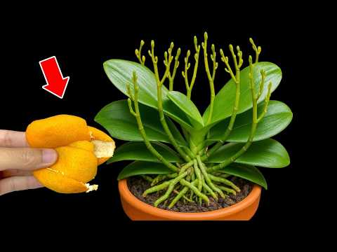 Видео: 🌸Всего 1 плод! Орхидея мгновенно укореняется и цветёт круглый год.