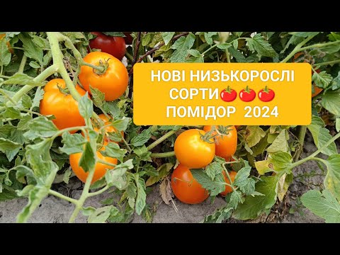 Видео: @  Нові низькорослі  сорти 🍅🍅 помідорів у сезоні  2024 - опис, оцінка, уподобання...