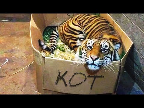 Видео: ТИГР тоже Кошка, говорили они... Необычные домашние питомцы