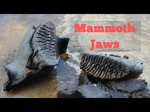 Видео: Челюсть мамонта – уникальное открытие | В поисках ископаемых в Пис-Ривер мы находим нижнюю челюст...