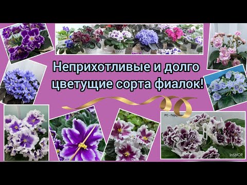 Видео: Показываю 13 неприхотливых и долго цветущих сортов фиалок! С ними справится даже новичок!