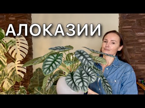 Видео: Обзор растений | Размещение, освещение, грунт, уход | 21 сорт | Алоказия