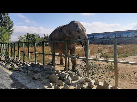 Видео: Новый этап в жизни Магды! Парк львов Тайган ❤️ 