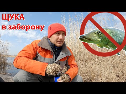 Видео: ЩУКА клює в заборону рибалка весною на спінінг
