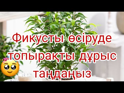 Видео: Фикус бенджамин өсіруде топырақты дұрыс таңдаңыз    #үйгүлдері #гүл#фикус