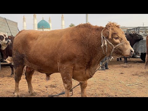 Видео: БОҒОТ МОЛ БОЗОРИ 22-ОКТЯБР ЯНГИ НАРХЛАР !!! ХОРАЗМ БОЗОР