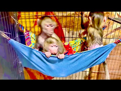 Видео: Мы СОЕДИНИЛИ Люсю, Степу и Маню и тут начались просто ГАМАДРИЛЬИ РАЗБОРКИ за внимание Маняшки)))