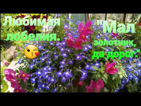 Видео: Лобелия вегетативная. Черенкование 2021 г.