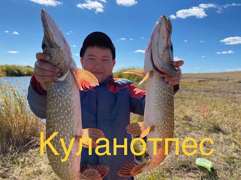 Видео: /Злые Щуки атакуют кружки/Куланотпес снова порадовал/Рыбалка в Казахстане/