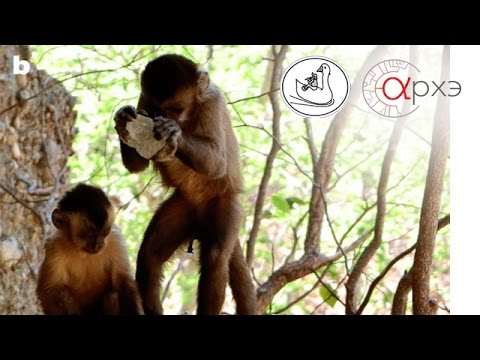 Видео: Зоя Зорина: «Высшие когнитивные способности животных»