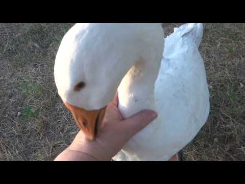 Видео: Козы и гуси на вечерней прогулке. Ручной гусь