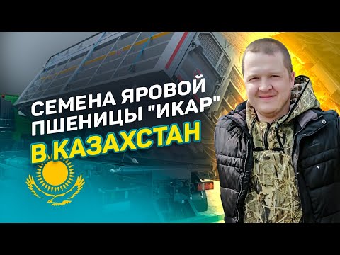 Видео: Экспорт семян пшеницы "Икар" в Казахстан!