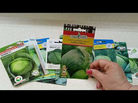 Видео: Лучшие сорта белокочанной капусты для длительного хранения. 10.03.2023