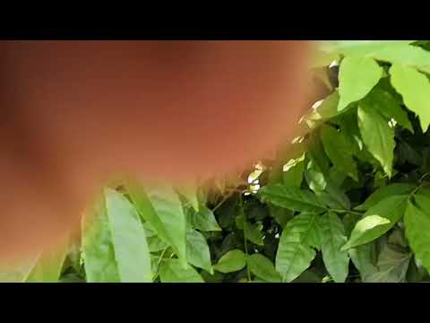 Видео: обрезка глицинии по зелёным побегам 24.05.2023