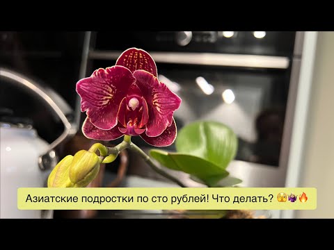 Видео: Распаковка и первый уход: приехали уценки 1,7 и 2,5 по сто рублей из «Орхорая»! 🔥😲🌸