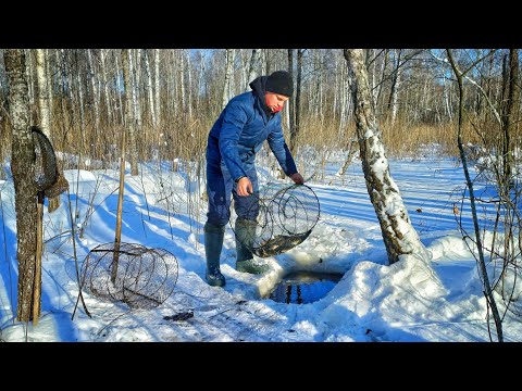 Видео: Поставив Ятір (Вершу) на Болоті, і Наловив Купу Щуки! Рибалка в Канаві!