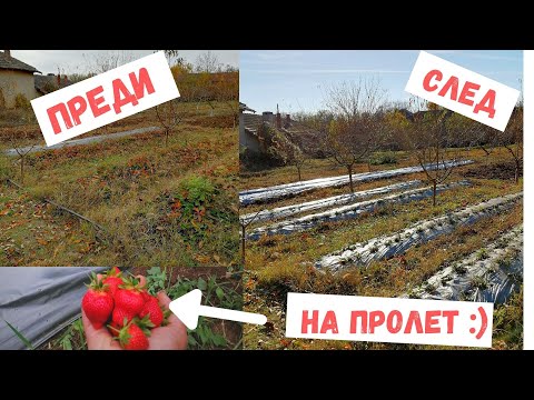 Видео: Почистване на насаждение с ЯГОДИ преди зимата + пресяване на разсад.