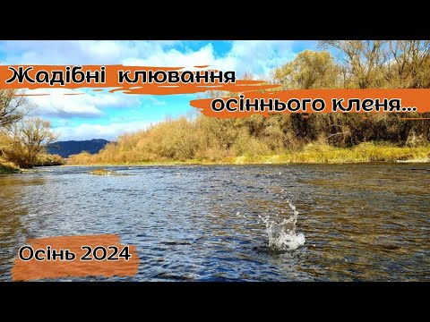 Видео: Осінні клені, вибивають спінінга з рук...   р. Серет. Осінь 2024